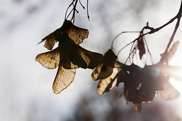 Image showing autumn nature