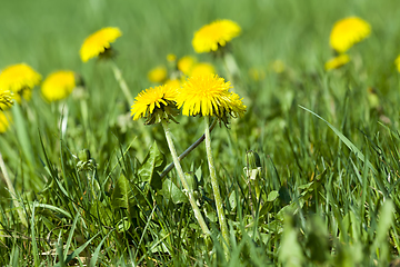 Image showing beautiful yellow dandelion