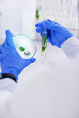 Image showing Scientist, hand and plant with petri dish and sustainability research for agriculture in a laboratory. Leaf, data analysis and glass tube with science and studying for eco test and chemical exam