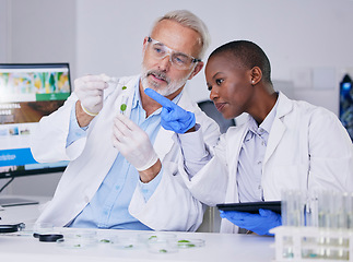 Image showing Scientist, science team with test tube and plant, black woman and senior man with medical research in lab. Mentor, learning and leaf sample, environment study and collaboration for investigation