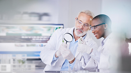 Image showing Scientist, science and people, magnifying glass and plant in test tube, black woman and senior man with analysis in lab. Mentor, learn and leaves, medical research and environment study with review