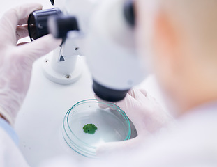 Image showing Leaf in petri dish, microscope and scientist with analysis, liquid solution and environment science with medical research. Investigation, review and agriculture, person check plant sample in lab