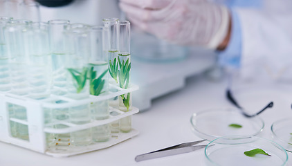 Image showing Science, plant test tube and scientist hands with growth research, analysis and ecology study. Agriculture, leaf and working on eco experiment in laboratory, for sustainability and data analytics