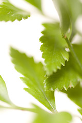 Image showing Green leaves 