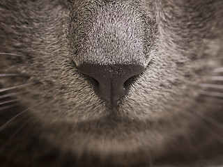 Image showing cat nose