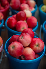 Image showing Bucket with apples