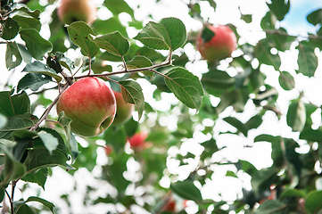 Image showing Apple tree with apples