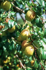 Image showing Apple tree with apples