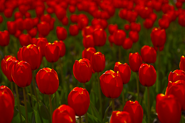 Image showing colorful tulips field