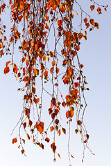 Image showing birch foliage