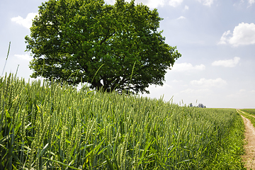 Image showing one oak tree