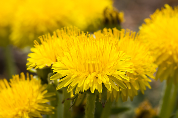 Image showing photo of yellow dandelions