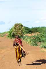 Image showing Dasanesh woman carries tef on her head, Omorate, Omo Valley, Ethiopia