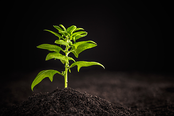 Image showing Young spinach plant