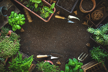 Image showing Composition with plants and gardening tools