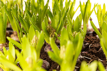 Image showing Hyacinth flower bulbs