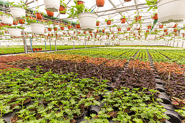 Image showing Plant nursery concept