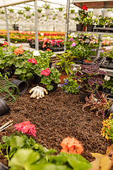 Image showing Spring in the greenhouse.