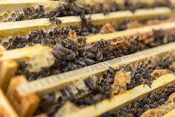 Image showing Close up of bees in their hive.