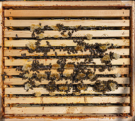 Image showing Working bees on honey cells.