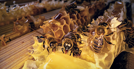 Image showing Bees produce fresh, healthy, honey