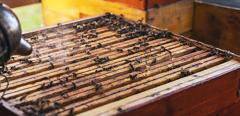 Image showing Apiarist using bee smoker