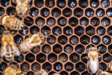 Image showing Bee larvae in a brood hive.