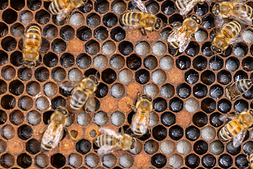 Image showing Bees taking care of bee larva