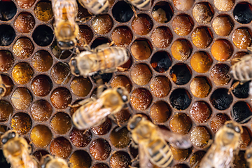 Image showing Shot of bees in a bee hive