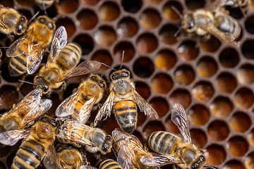 Image showing Bee honeycombs with honey and bees