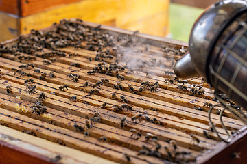 Image showing Beekeeper using smoker