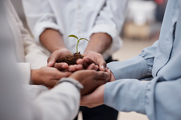 Image showing Plant, hands and soil for business team with sustainability, growth or development. Closeup group of people for earth day, agriculture and eco friendly investment or climate change with collaboration