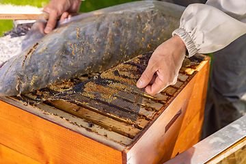 Image showing Beehives on the apiary.