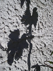 Image showing Shadow