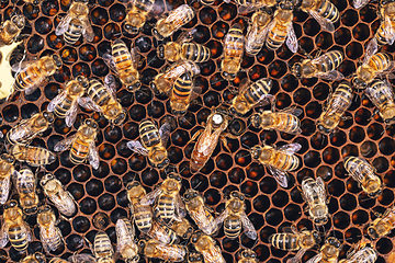 Image showing Queen bee surrounded by her workers.