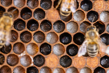 Image showing Bee honeycombs with larvae