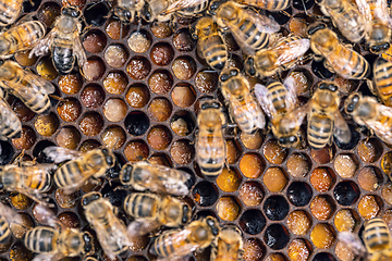 Image showing Close up shot of bees in a bee hive