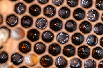 Image showing Bee larvae on brood comb