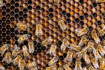 Image showing Close up of bees