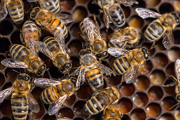 Image showing Honeycomb with honey and bee