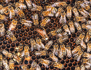 Image showing Bees in a bee hive