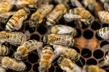 Image showing Bee hive with honey combs