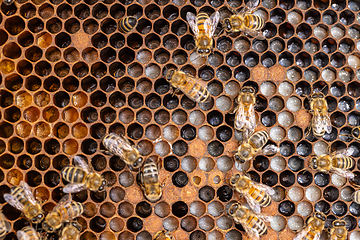 Image showing Background of bee honeycombs with larvae