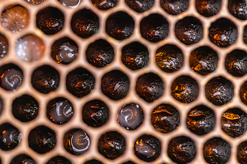 Image showing Bee honeycombs with larvae