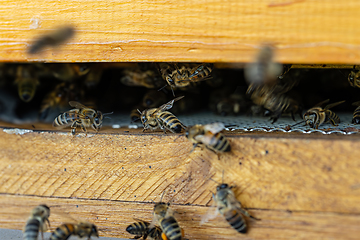 Image showing Close up of flying bees.