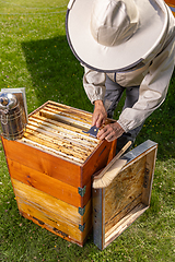 Image showing Apiarist checking the hives