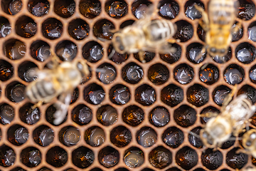 Image showing Bee larvae on brood comb.