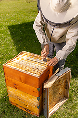 Image showing Beekeeper working collect honey