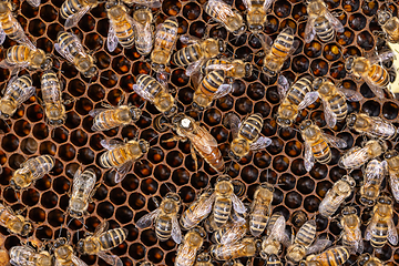 Image showing Queen bee surrounded by her workers.