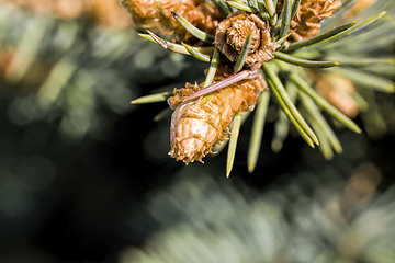 Image showing green needles